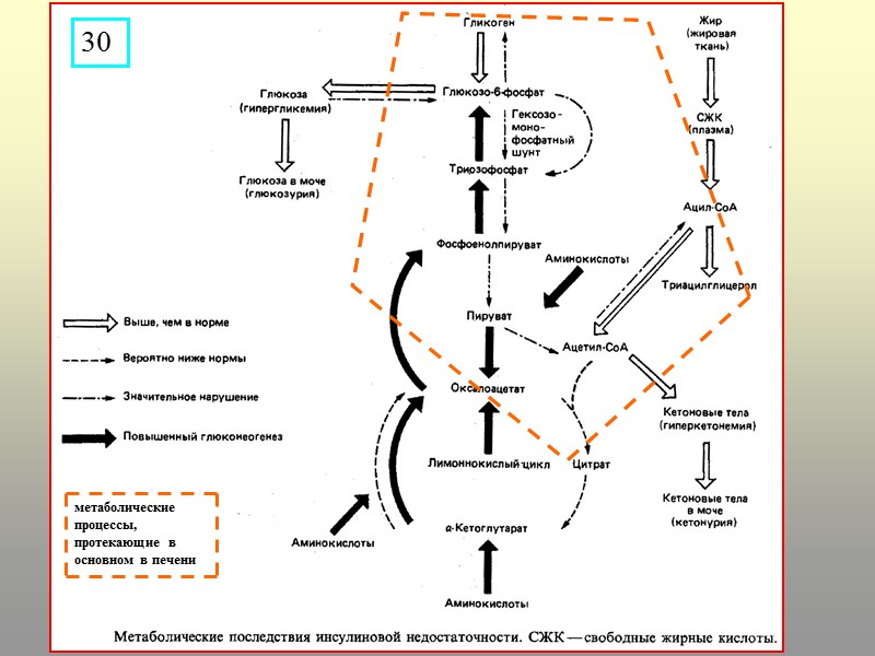 метаболические процессы, протекающие в основном в печени 30
